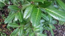 Prunus laurocerasus