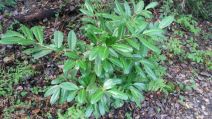 Prunus laurocerasus
