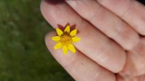 Lasthenia californica