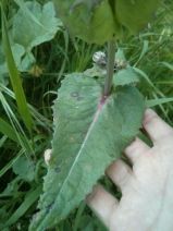 Sonchus asper