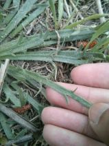 Plantago coronopus