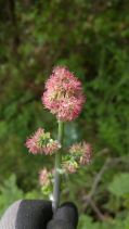 Thalictrum fendleri var. polycarpum
