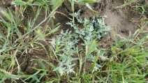 Atriplex fruticulosa