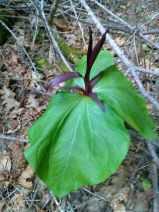 Trillium angustipetalum