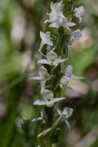Platanthera dilatata var. leucostachys