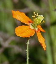 Papaver californicum