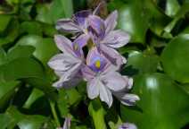 Eichhornia crassipes