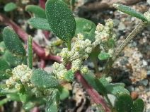 Chenopodium littoreum