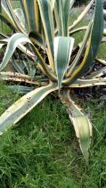 Agave americana