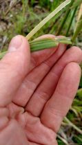 Festuca arundinacea