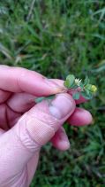 Trifolium dubium