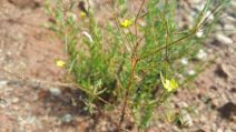 Hesperolinon serpentinum