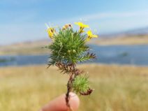 Navarretia nigelliformis ssp. nigelliformis