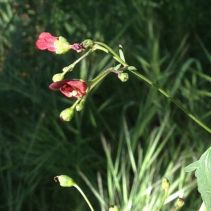 Scrophularia atrata
