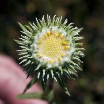 Grindelia hirsutula