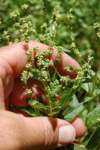 Mercurialis annua