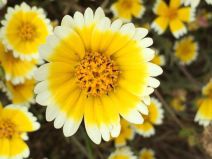 Layia platyglossa