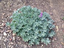Lupinus sericatus