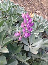 Lupinus sericatus