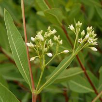 Apocynum cannabinum