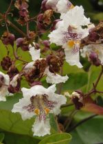 Catalpa bignonioides