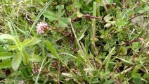 Trifolium polyodon