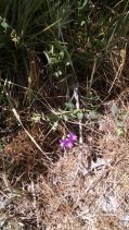 Lathyrus brownii