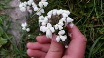 Triphysaria eriantha ssp. rosea