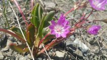 Lewisia stebbinsii