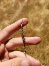Stipa purpurata