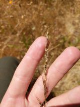Stipa chaetophora