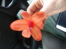 Watsonia meriana