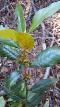Chrysolepis chrysophylla var. minor