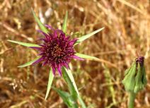 Tragopogon porrifolius