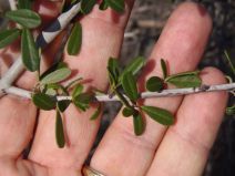 Ceanothus megacarpus