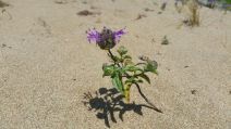 Monardella sinuata ssp. nigrescens