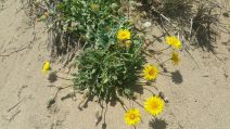 Agoseris apargioides var. eastwoodiae