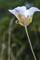 Calochortus vestae
