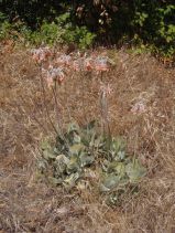 Cotyledon orbiculata