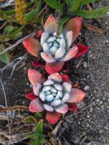 Dudleya farinosa