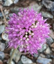 Allium sanbornii var. sanbornii