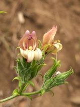 Keckiella lemmonii