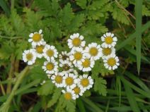 Tanacetum parthenium
