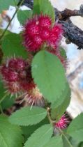 Rosa gymnocarpa