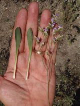 Limonium ramosissimum