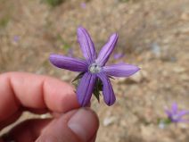 Triodanis biflora