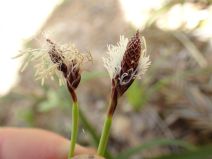 Carex concinnoides
