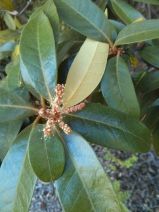 Castanopsis chrysophylla
