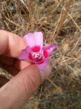 Clarkia amoena ssp. amoena