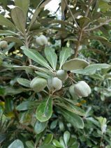 Pittosporum crassifolium